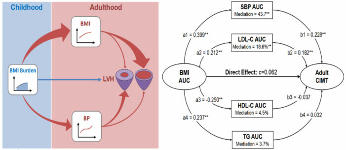 山东大学健康医疗大数据研究院-生命历程早期的超重与成年期左心室肥厚的关联是通过成年体重和血压的中介效应起作用;生命历程中超重→颈动脉厚度的关联是通过血压和低密度脂蛋白的中介效应起作用